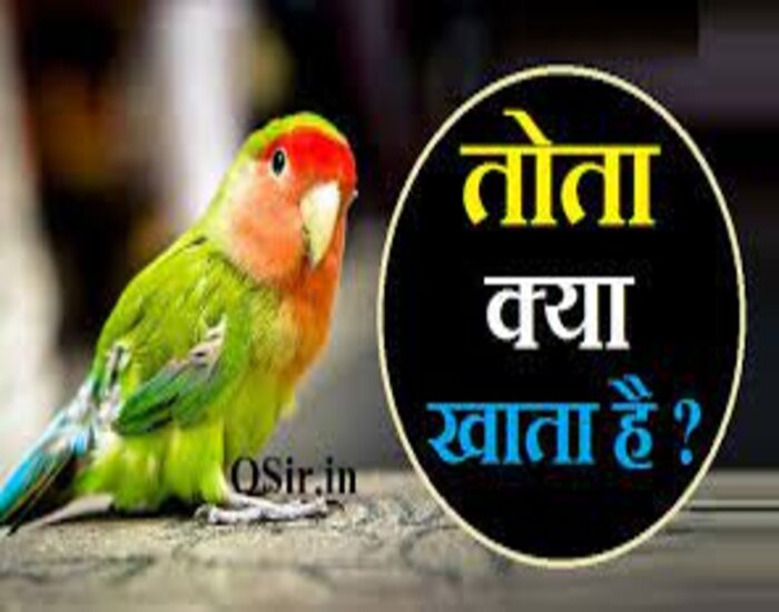 तोता पालनेवाले जा सकते हैं जेल, जानिये क्या है कानून?