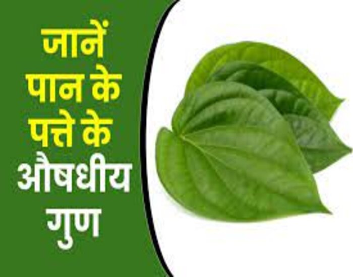 कई बीमारियों के ईलाज के लिए रामबाण है पान का पत्ता..