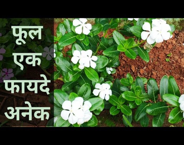 सदाबहार फुल जीवन में ला सकता है बहार.