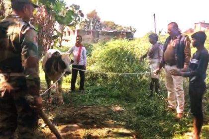 बेगूसराय में पागल सांड का आतंक: छह से अधिक लोग घायल, गांव में अफरा-तफरी