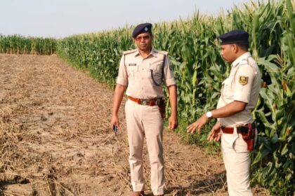 भोजपुर में अफीम की अवैध खेती का भंडाफोड़, बड़ी मात्रा में डोडा बरामद