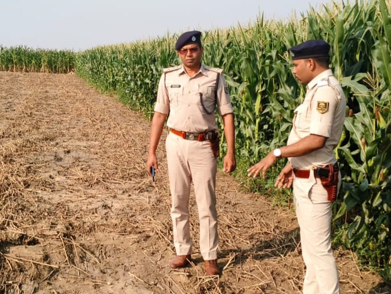 भोजपुर में अफीम की अवैध खेती का भंडाफोड़, बड़ी मात्रा में डोडा बरामद