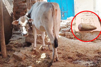 रोहतास में गर्भवती गाय के साथ क्रूरता, अज्ञात पर लगाया जीभ काटने का आरोप