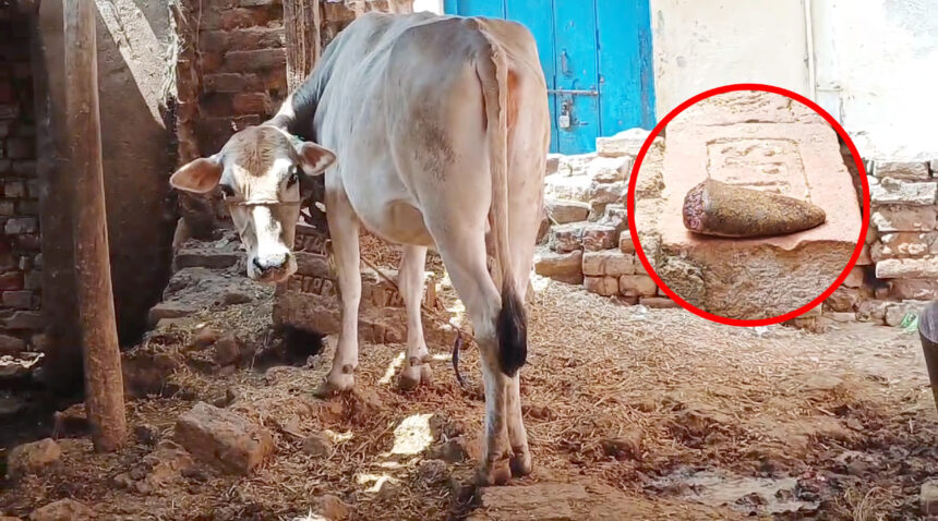 रोहतास में गर्भवती गाय के साथ क्रूरता, अज्ञात पर लगाया जीभ काटने का आरोप