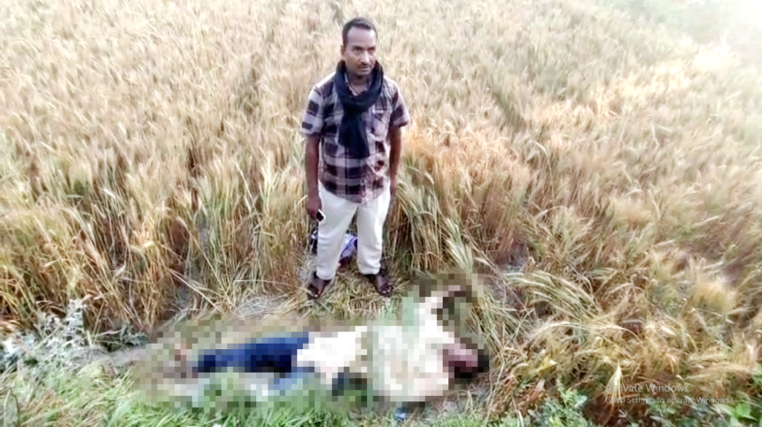 सीतामढ़ी: गेहूं के खेत में युवक की लाश मिलने से मचा हड़कंप, जांच में जुटी पुलिस