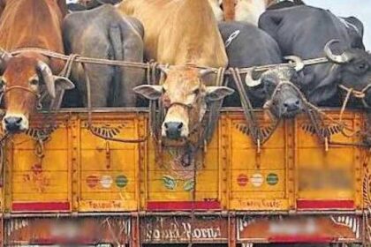 जमुई मे मवेशियों से भरा ट्रक जब्त, दो तस्कर गिरफ्तार