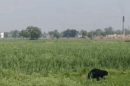 बगहा में जंगली भालू की दस्तक से मचा हड़कंप, खेतों में अफरातफरी : रेस्क्यू में जुटा वन विभाग