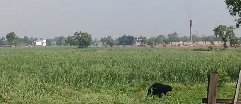 बगहा में जंगली भालू की दस्तक से मचा हड़कंप, खेतों में अफरातफरी : रेस्क्यू में जुटा वन विभाग