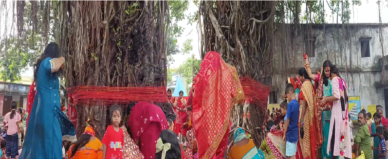श्रद्धा, भक्ति और संस्कृति का संगम वट सावित्री व्रत पर बरगद की छांव में सुहागिनों ने जताई पति की दीर्घायु की कामना