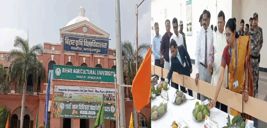 बिहार कृषि विश्वविद्यालय, सबौर में 11वीं आम विविधता प्रदर्शनी: स्वाद, विज्ञान और संरक्षण का अनूठा संगम