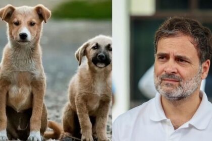 सुप्रीम कोर्ट के स्ट्रे डॉग फैसले पर राहुल-प्रियंका का तीखा वार...