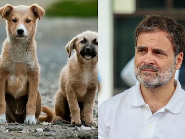 सुप्रीम कोर्ट के स्ट्रे डॉग फैसले पर राहुल-प्रियंका का तीखा वार...