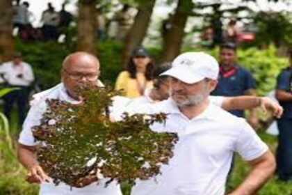 राहुल के लिए राजनीति का सुपरफूड साबित होगा मखाना, समझिये 70 सीटों का समीकरण.