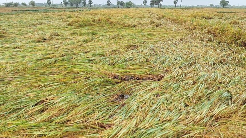 बक्सर में मौसम की मार! तेज हवा-बारिश से धान की फसल तबाह...
