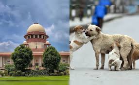 सुप्रीम कोर्ट का कड़ा रुख: आवारा कुत्तों के मुद्दे पर लिया ऐसा फैसला, जिससे डॉग लवर्स से लेकर सरकार तक सब हैरान!..