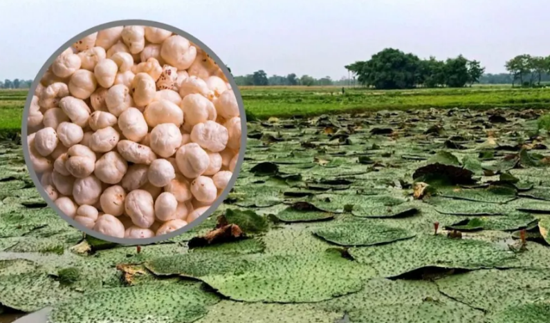 बिहार के मखाने का दुनिया में डंका: 6 महीने में 120 टन निर्यात का रिकॉर्ड, चीन बना रहा है इससे जीवनरक्षक दवाइयां